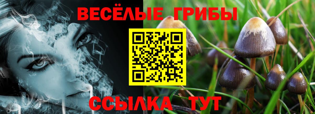 Псилоцибиновые грибы мицелий Светлоград